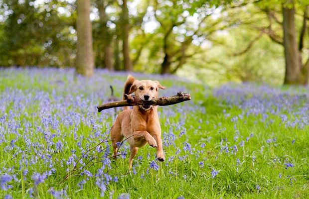 wolds view dogs welcome.jpg