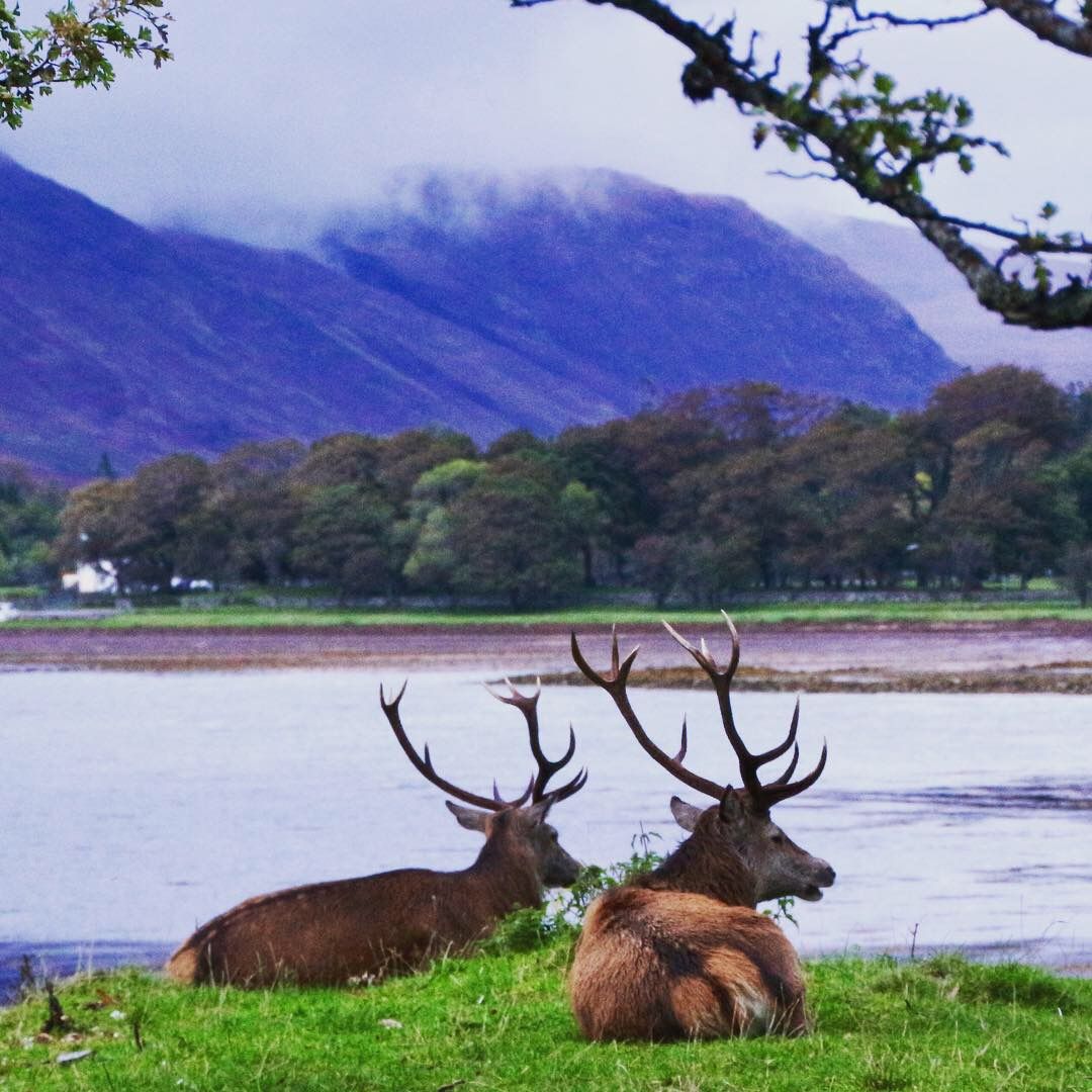 Company for dinner at Applecross .jpg