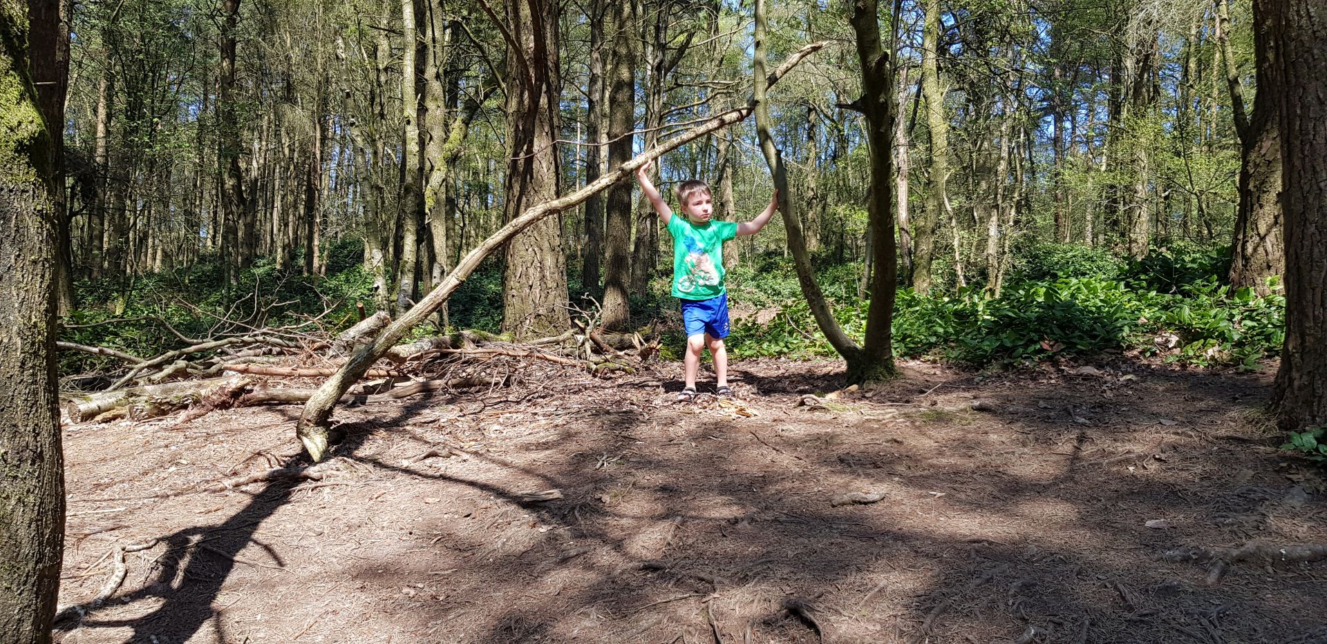 Leith Hill woods family walks Surrey Hills.jpg