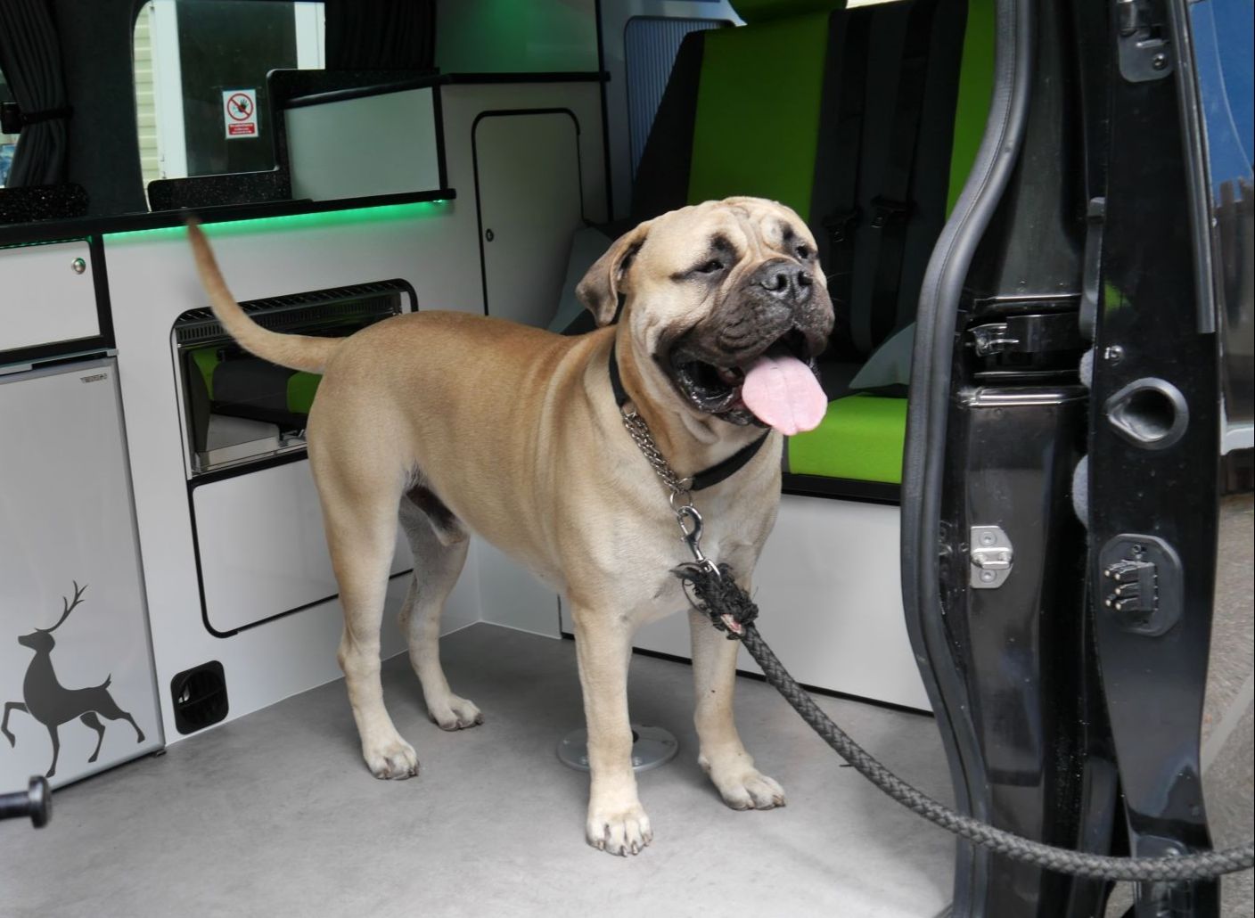 Dog friendly Sussex Campervans Manhattan Ben Mastiff.JPG