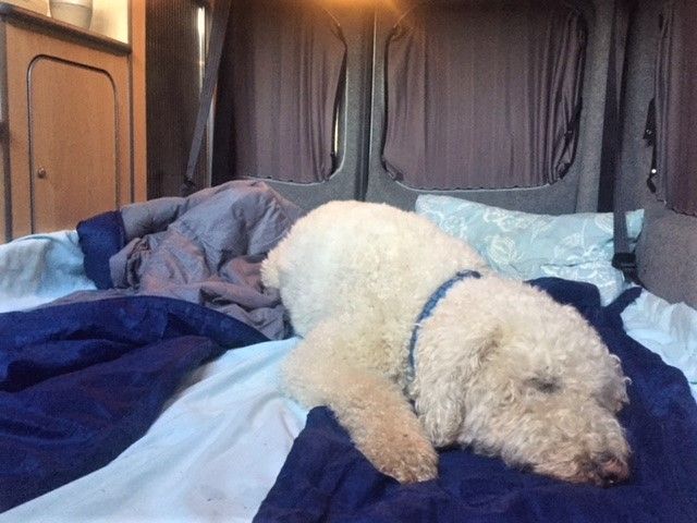 Sussex campervans blog alan sue barney dog camper.jpg