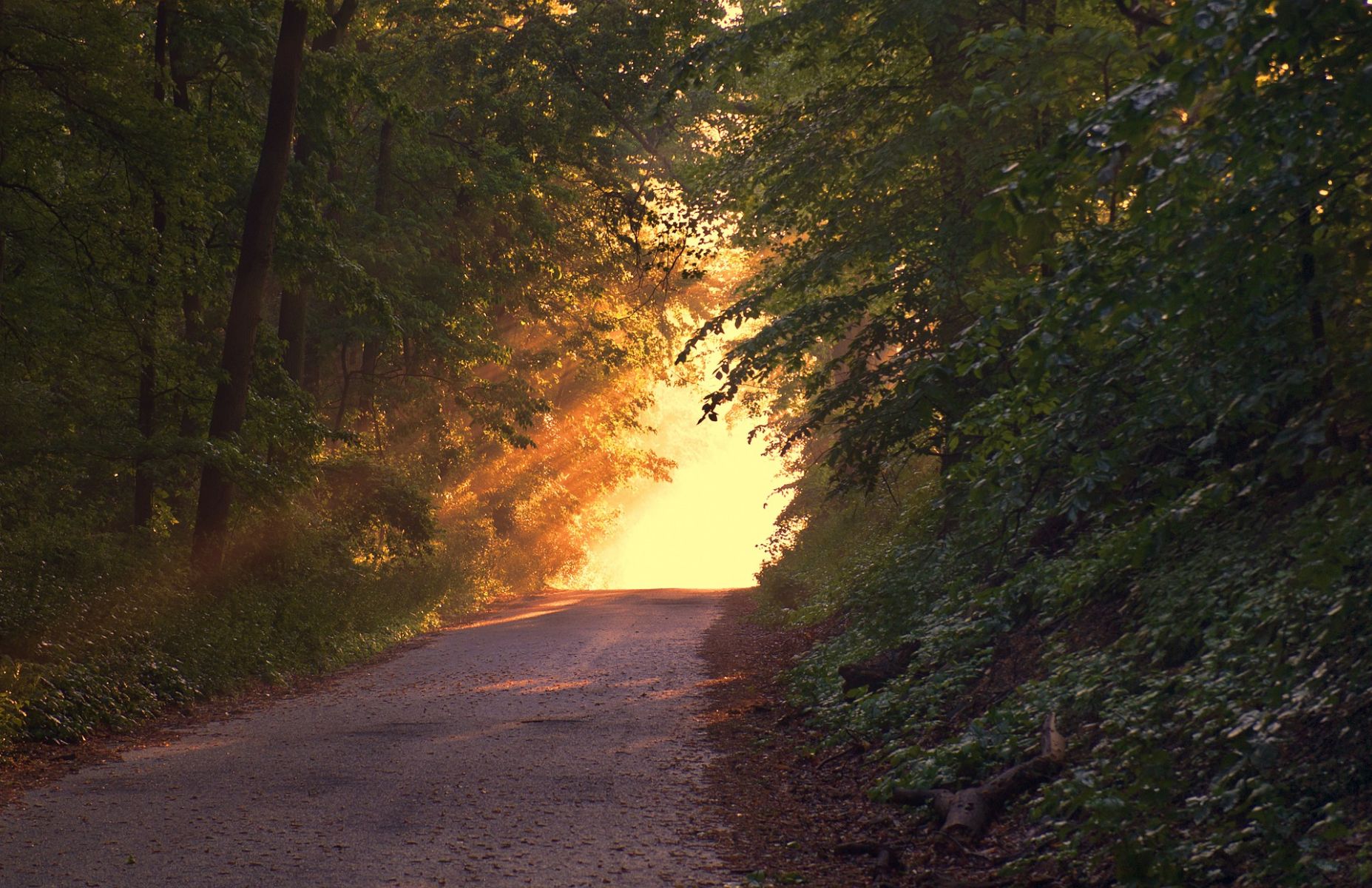 Sunlight countryside road.jpg