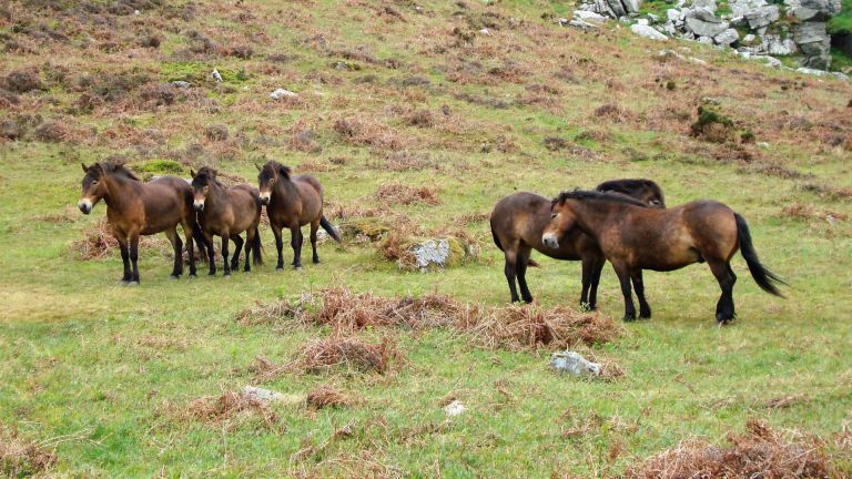 Sussex Campervans blog Header visit Devon Exmoor ponies Cathie.JPG