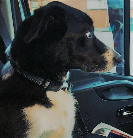black dog