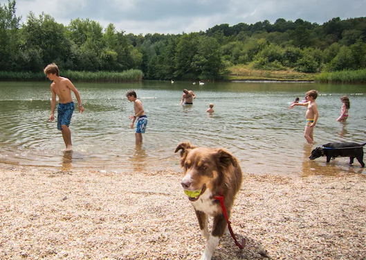 boys at the beach with their dog