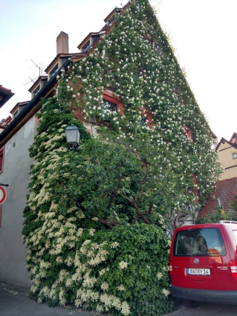 old house covered in roses